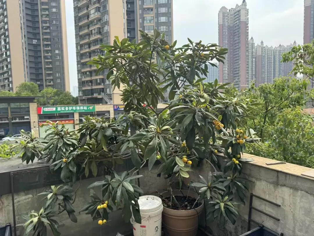 买了低层带露台的房子，以为是捡到宝了，入住后才知是噩梦的开始__买了低层带露台的房子，以为是捡到宝了，入住后才知是噩梦的开始