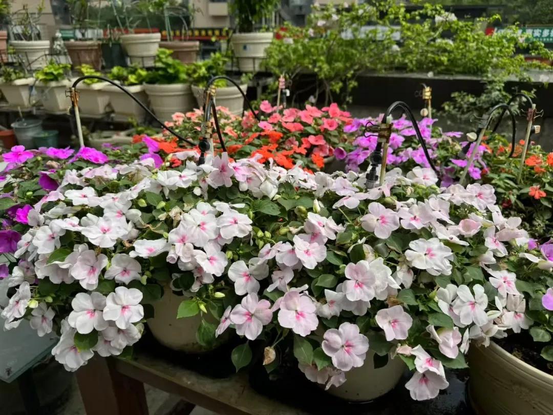 _买了低层带露台的房子，以为是捡到宝了，入住后才知是噩梦的开始_买了低层带露台的房子，以为是捡到宝了，入住后才知是噩梦的开始