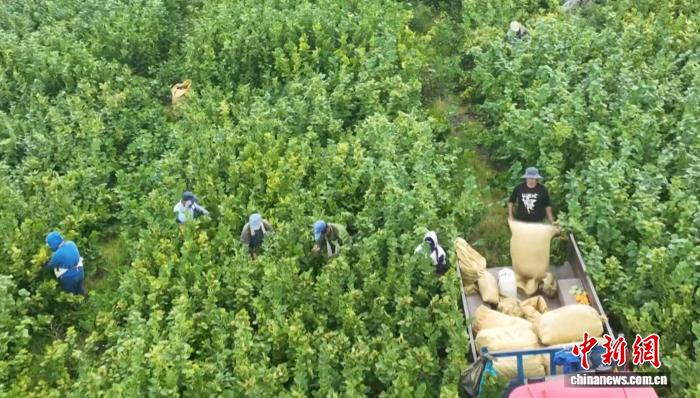 呼伦贝尔油菜花在哪里_呼伦贝尔油菜面积_