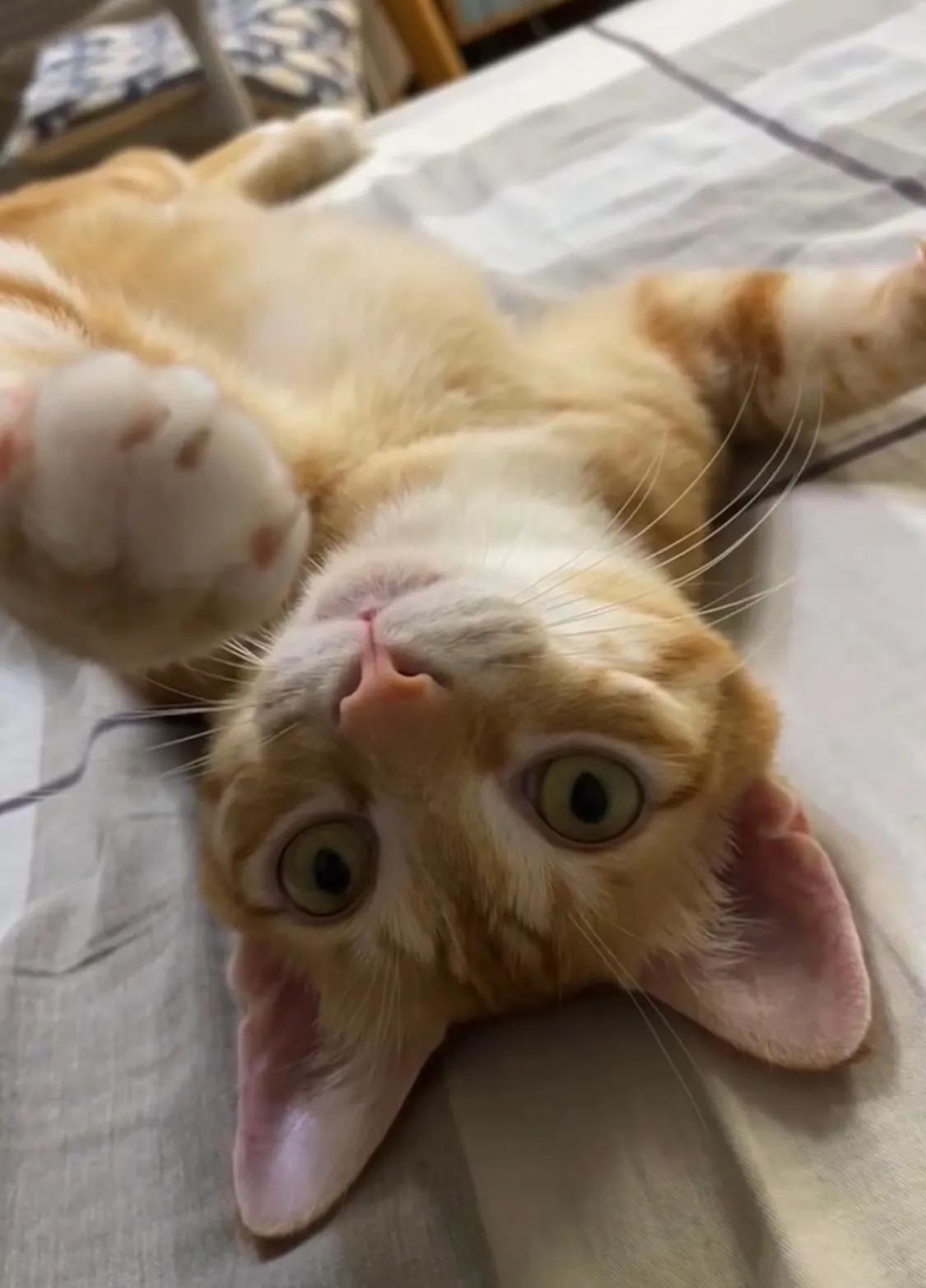 _居家网格化管理是什么意思_居家网格化管理