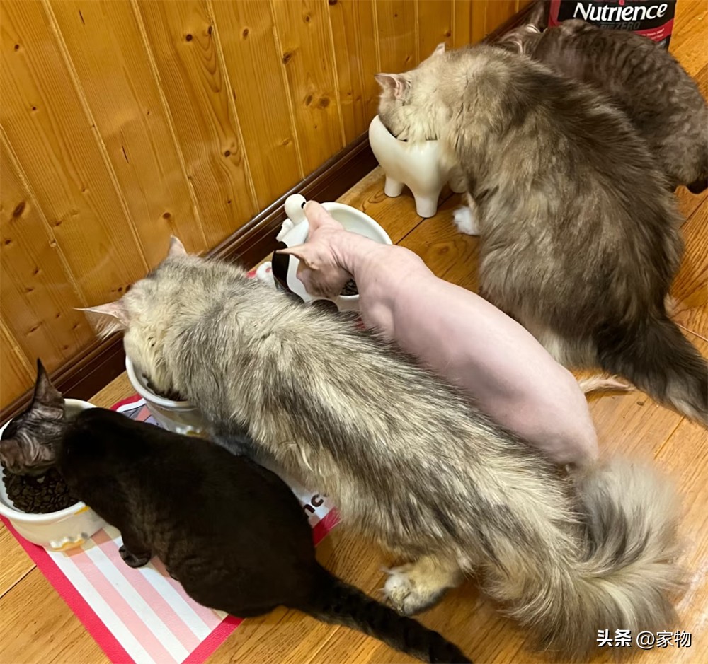 猫爬房顶上是什么寓意_猫爬上房顶_