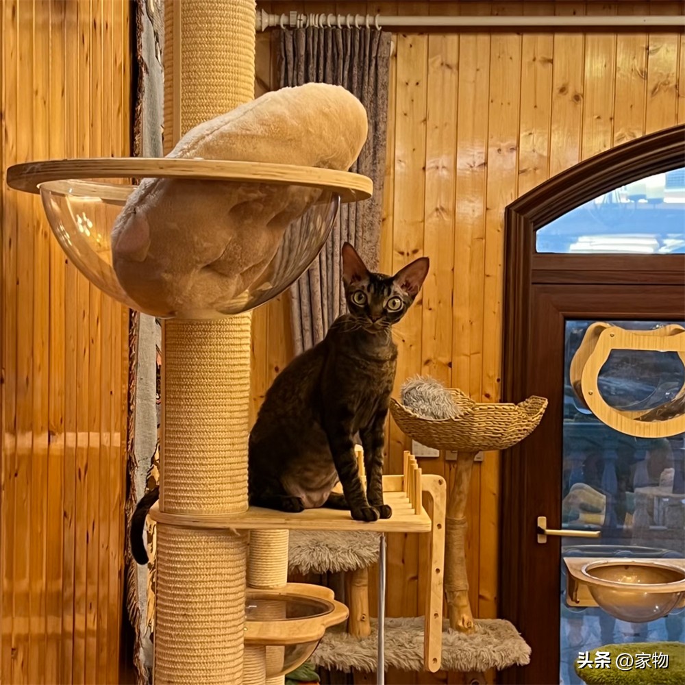 猫爬上房顶__猫爬房顶上是什么寓意