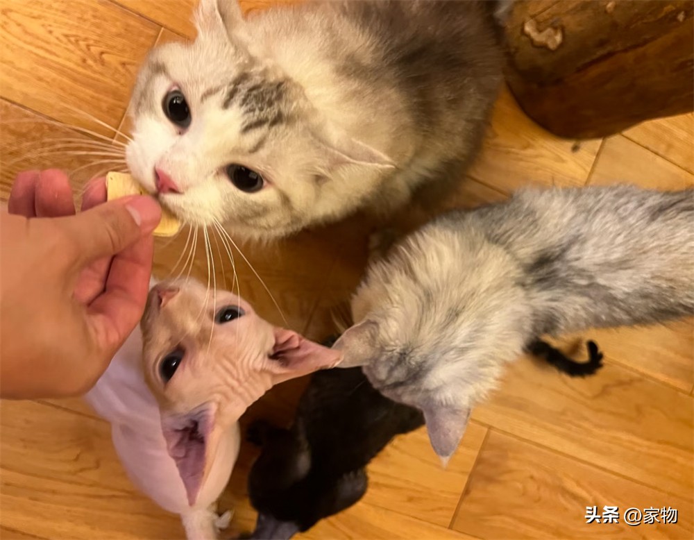 _猫爬房顶上是什么寓意_猫爬上房顶