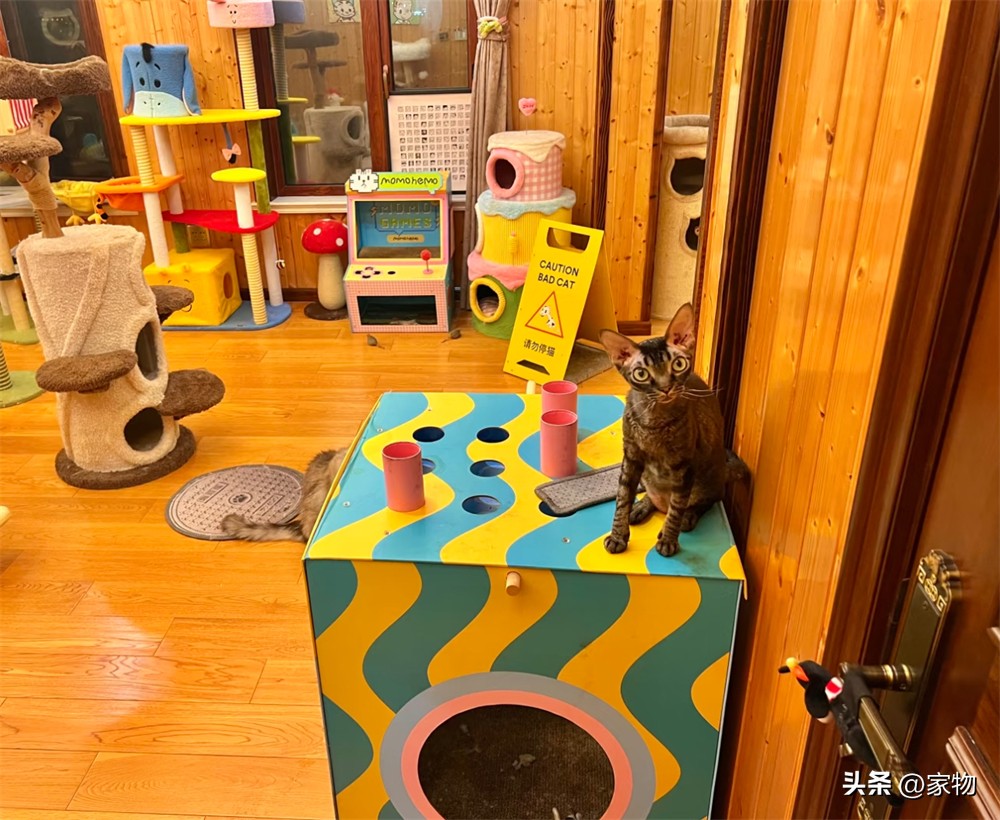 猫爬上房顶_猫爬房顶上是什么寓意_