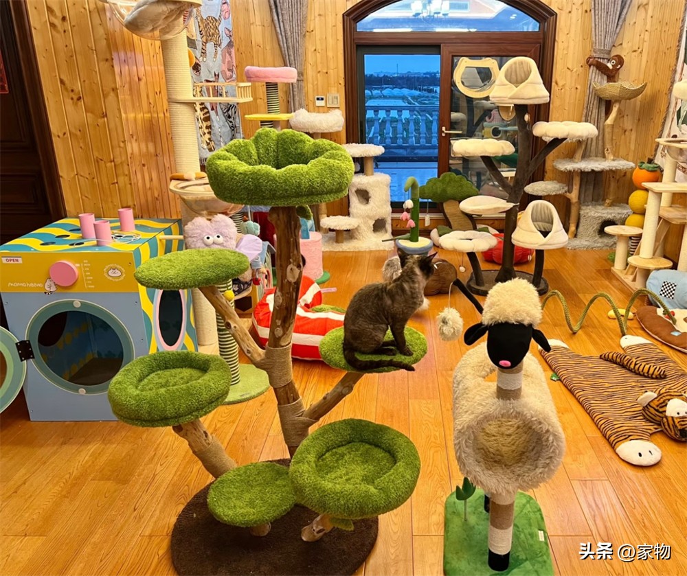 _猫爬上房顶_猫爬房顶上是什么寓意