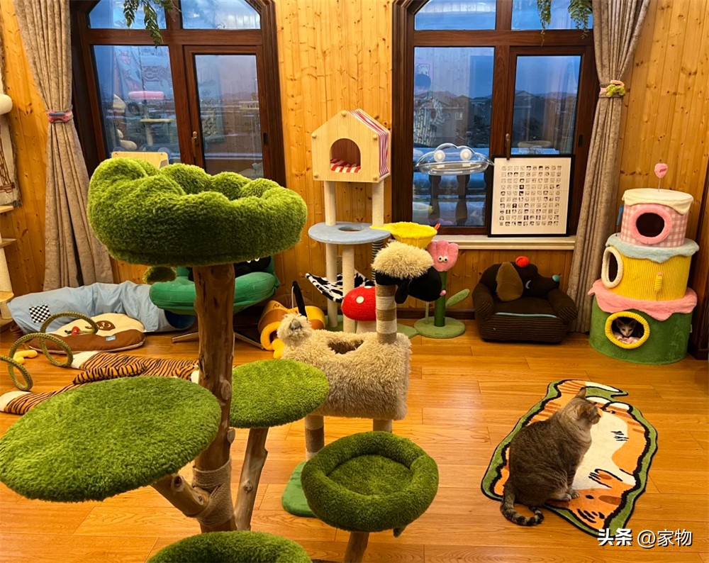 猫爬上房顶_猫爬房顶上是什么寓意_