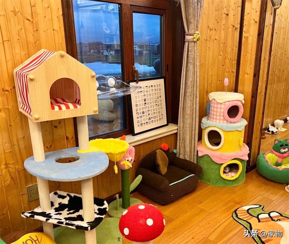 猫爬上房顶_猫爬房顶上是什么寓意_