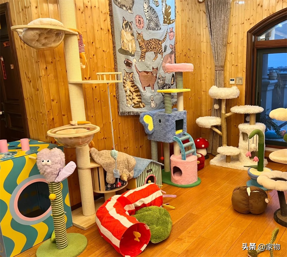 _猫爬上房顶_猫爬房顶上是什么寓意