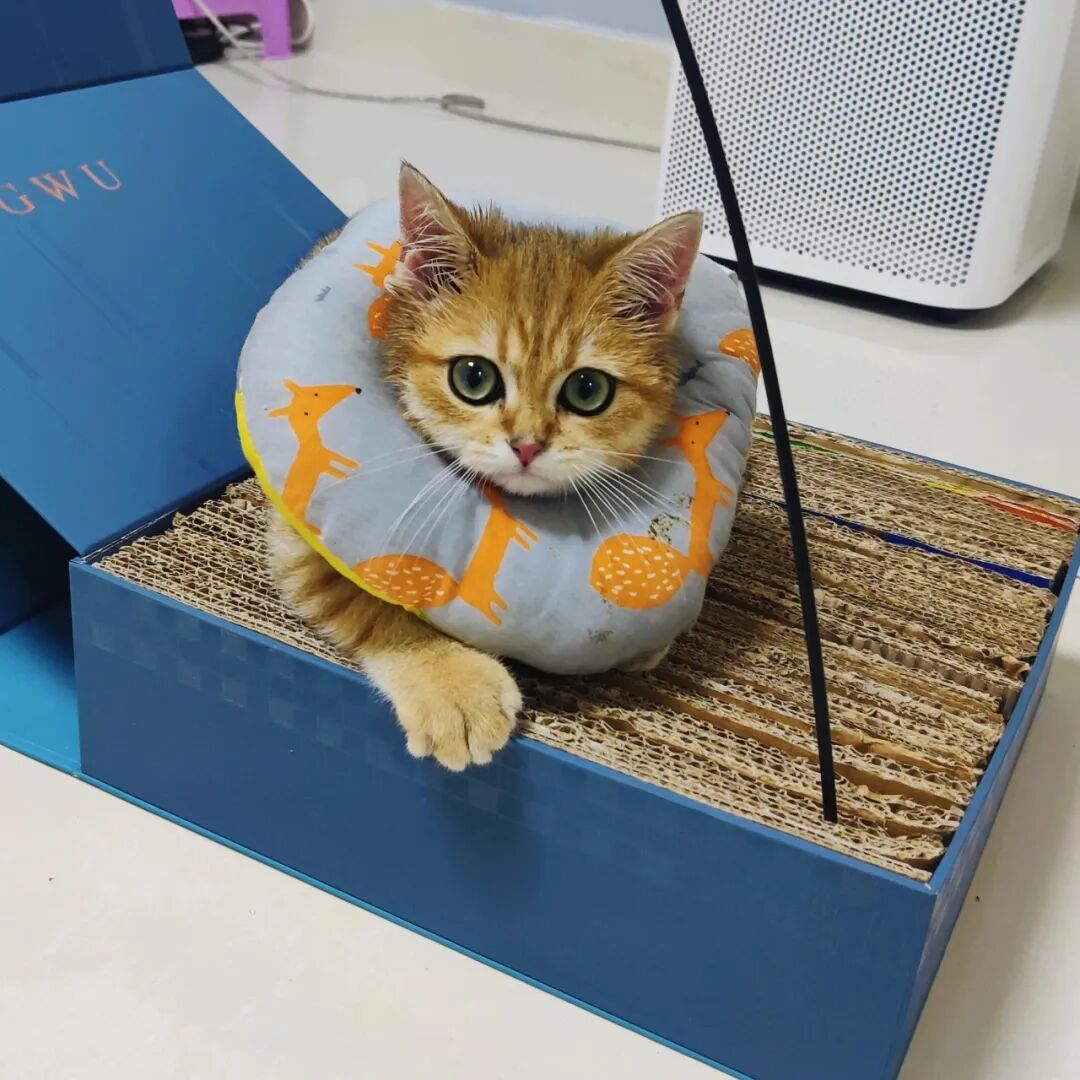 _吃完月饼的盒子只能扔掉？看完网友的脑洞后，发现自己亏大了_吃完月饼的盒子只能扔掉？看完网友的脑洞后，发现自己亏大了