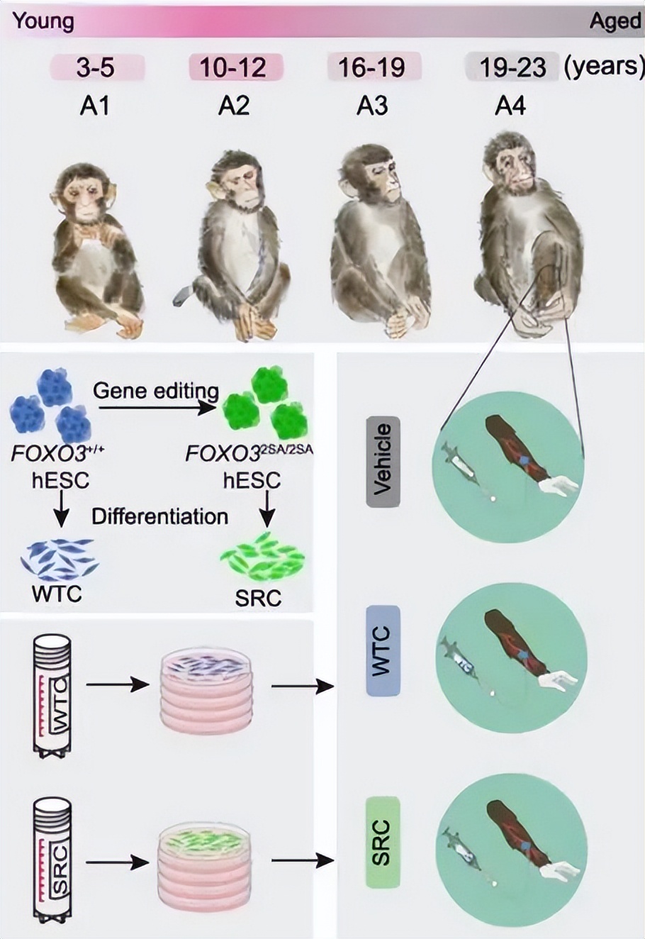 _应对老龄化挑战_我国应对老龄化的战略对策
