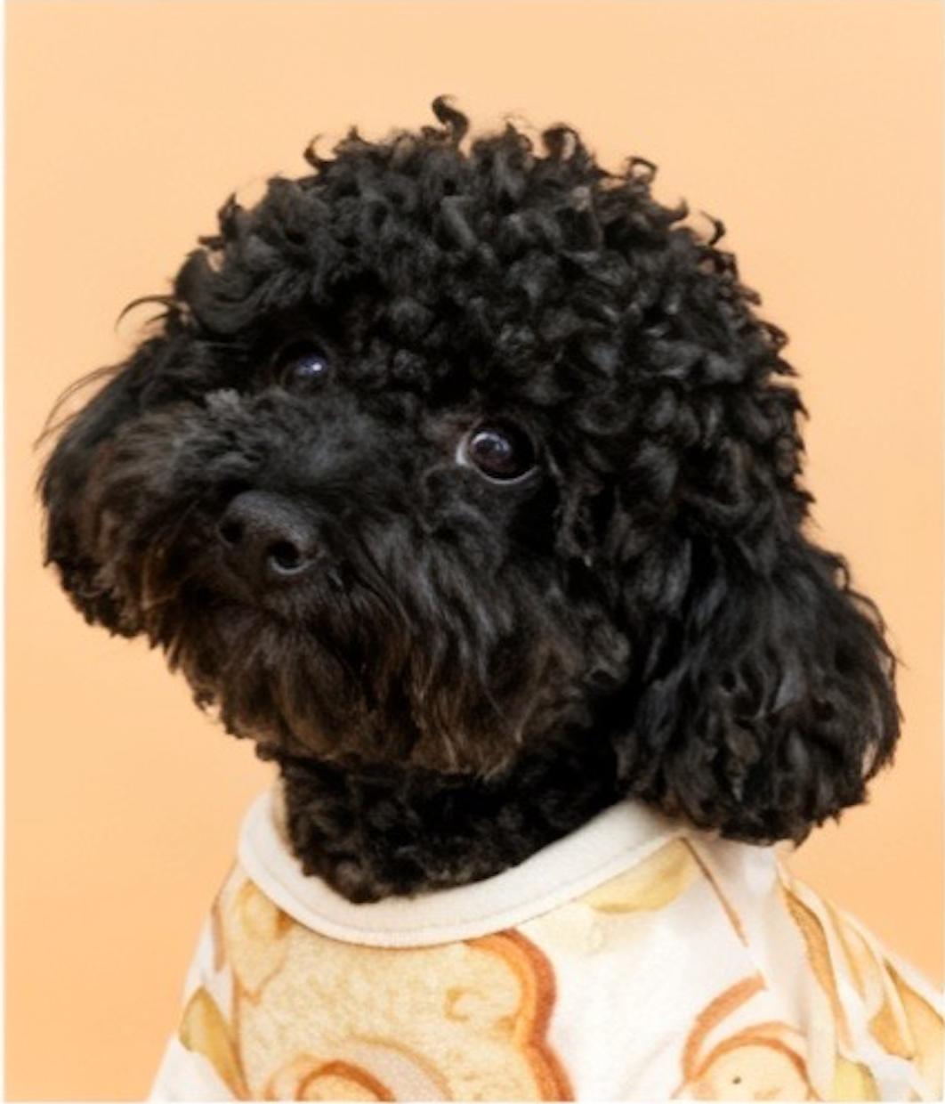 叶檀，带着叶球球跑了_叶檀，带着叶球球跑了_