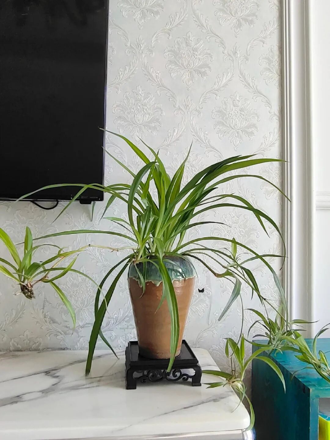 闲置花盆妙用_闲置物品做花盆_