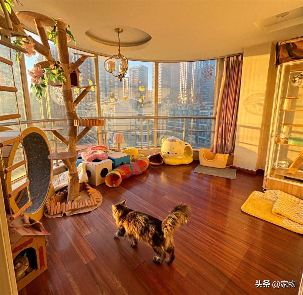 _改造阳台养猫_阳台改猫房