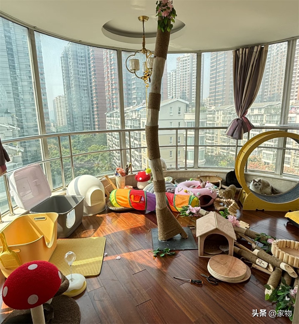 阳台改猫房_改造阳台养猫_