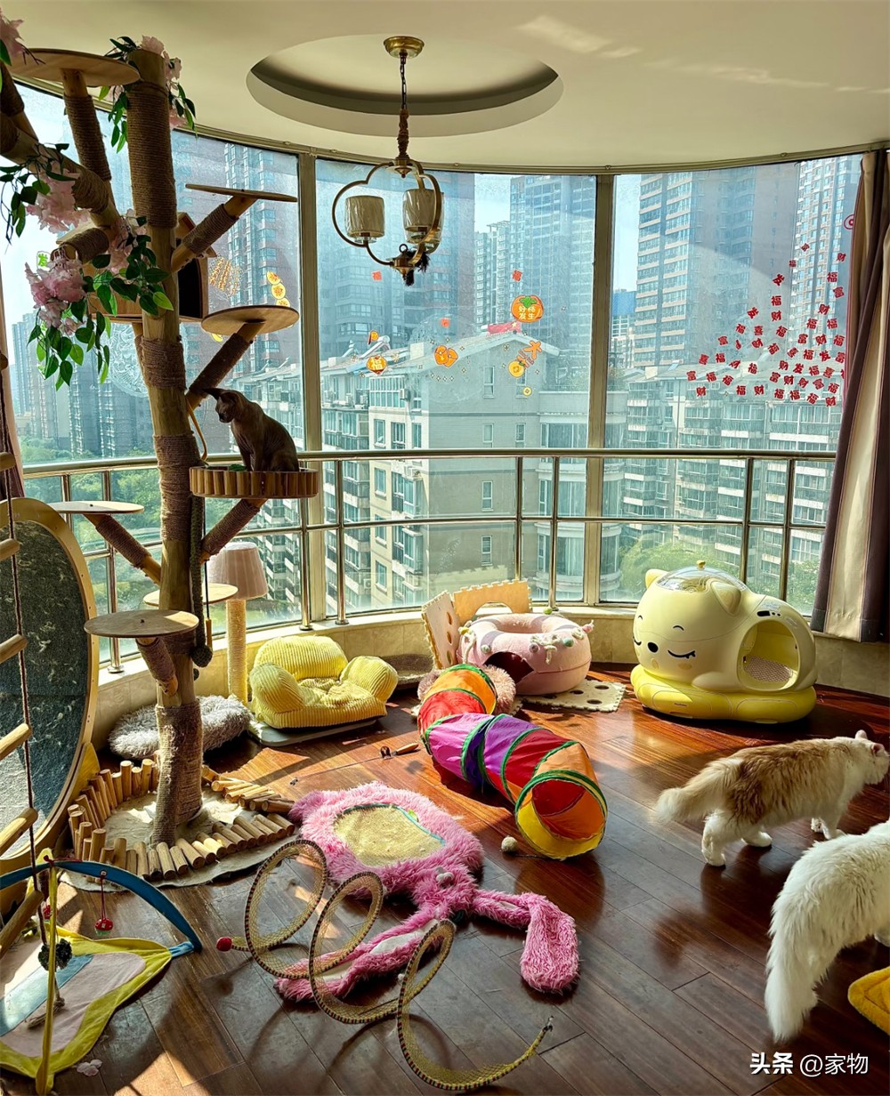 _改造阳台养猫_阳台改猫房